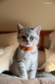 /album/galeria-de-fotos%3a-ninhada-n%c3%a3o-registada/cookie-2-jpg/